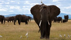 A bird perches on an elephant as it walks at the Amboseli National Park in Kajiado County, Kenya,4 April 2024. Reuters/Monicah Mwangi/File Photo