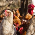 Namibia resumes poultry imports with SA after bird flu ban
