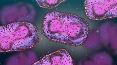 Source: National Institute for Communicable Diseases.