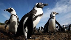 African penguins, photographed here in Simon’s Town, could be extinct as soon as 2035, according to BirdLife South Africa and Sanccob (Southern African Foundation for the Conservation of Coastal Birds). Photo: Dan Callister / GroundUp