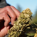 A farmer tends to dried cannabis bundle in Ketama, in the northern Rif mountains, Morocco, 12 March 2021. Reuters/Stringer/File Photo