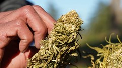 A farmer tends to dried cannabis bundle in Ketama, in the northern Rif mountains, Morocco, 12 March 2021. Reuters/Stringer/File Photo
