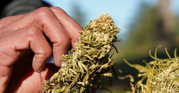 A farmer tends to dried cannabis bundle in Ketama, in the northern Rif mountains, Morocco, 12 March 2021. Reuters/Stringer/File Photo