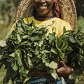 Exploring gender parity in land reform and strategies to empower women
