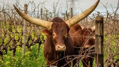 Study reveals soil health's impact on wine flavour profiles
