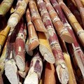 Sugarcane harvest meets demand, but drier conditions threaten early season end