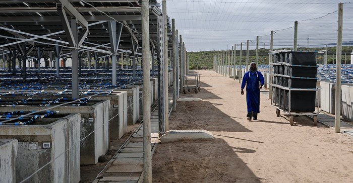 Aqunion CEO Rowan Yearsley would like to expand the solar project, but is mindful of the overinvestment risks.