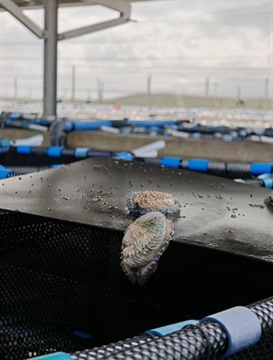 Abalone thrives under the shade of the solar panels