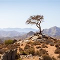 SA's first desert botanical garden opens at Richtersveld