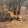 A lion rests at a captive breeding facility for big cats, maintained for tourist entertainment in Brits, North West Province, in South Africa, 26 August 2024. Reuters/Sisipho Skweyiya