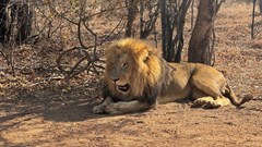 A lion rests at a captive breeding facility for big cats, maintained for tourist entertainment in Brits, North West Province, in South Africa, 26 August 2024. Reuters/Sisipho Skweyiya