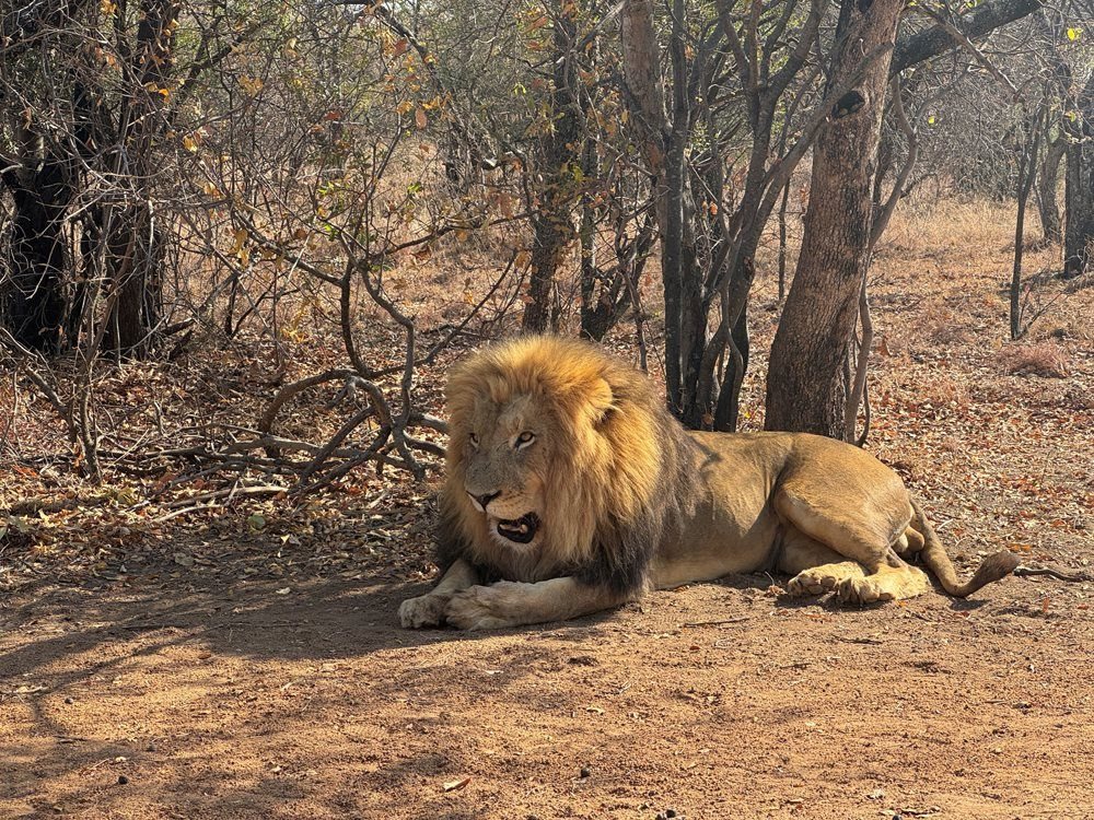 A lion rests at a captive breeding facility for big cats, maintained for tourist entertainment in Brits, North West Province, in South Africa, 26 August 2024. Reuters/Sisipho Skweyiya