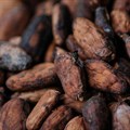 Ghana to raise cocoa farmgate price by nearly 45%