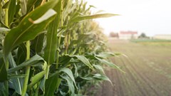 Agriculture dips 2.1% in Q2 2024 after strong Q1