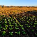 Boosting food security: Eastern Cape's new rural hubs initiative