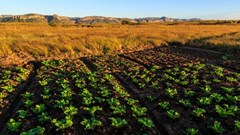 Boosting food security: Eastern Cape's new rural hubs initiative