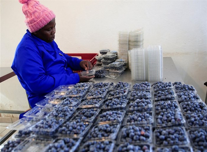 A worker grades and packs blueberries at Talana farm in rural Chegutu district, Zimbabwe, September 2, 2024.REUTERS/Philimon Bulawayo