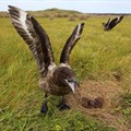 Brown Skuas breeding on Inaccessible Island, Tristan da Cunha, mainly feed on seabirds that breed on the island. Photo: Peter Ryan