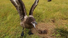 Brown Skuas breeding on Inaccessible Island, Tristan da Cunha, mainly feed on seabirds that breed on the island. Photo: Peter Ryan
