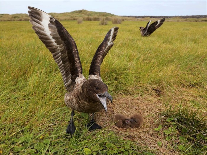 Brown Skuas breeding on Inaccessible Island, Tristan da Cunha, mainly feed on seabirds that breed on the island. Photo: Peter Ryan