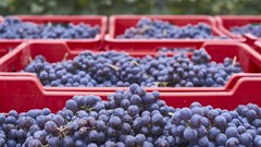 South African agriculture needs to crack the Chinese market. How to boost exports