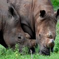 The rhino crisis in 2024: Continued efforts for conservation
