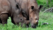 The rhino crisis in 2024: Continued efforts for conservation