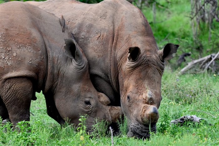 The rhino crisis in 2024: Continued efforts for conservation