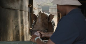 This World Rhino Day the Care for Wild Rhino Sanctuary celebrated 10 years of conserving South Africa’s black and white rhino population (Image supplied)