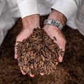Insect farming in Africa: A unique opportunity for a sustainable future