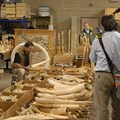 Ivory seized in the United States. Photo Credit: Gavin Shire / US Fish and Wildlife Service on Flickr ()