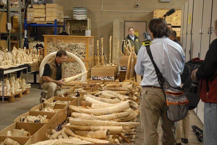 Ivory seized in the United States. Photo Credit: Gavin Shire / US Fish and Wildlife Service on Flickr ()