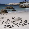 African Penguins at Boulders Beach in Cape Town. Archive photo: Ihsaan Haffejee / GroundUp