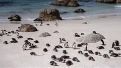 African Penguins at Boulders Beach in Cape Town. Archive photo: Ihsaan Haffejee / GroundUp