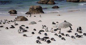 African Penguins at Boulders Beach in Cape Town. Archive photo: Ihsaan Haffejee / GroundUp
