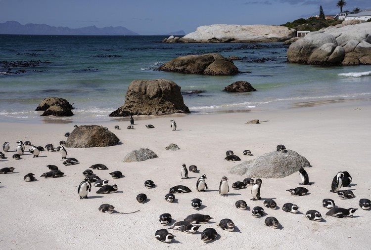 African Penguins at Boulders Beach in Cape Town. Archive photo: Ihsaan Haffejee / GroundUp
