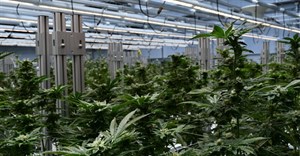 Legal and regulatory insights into South Africa&#x2019;s growing medical cannabis market