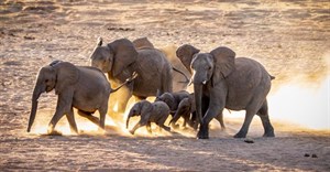 EcoTraining celebrates World Animal Day 2024: Empowering future conservationists to protect our planet