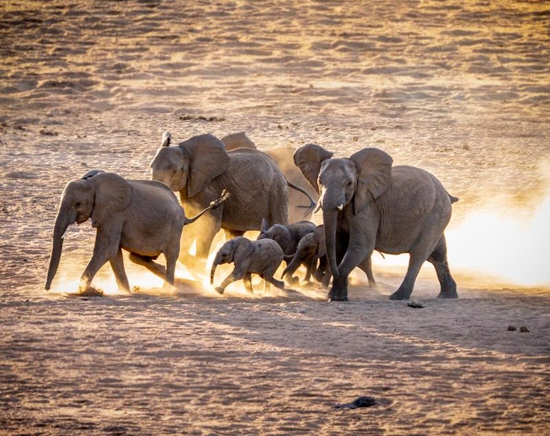 EcoTraining celebrates World Animal Day 2024: Empowering future conservationists to protect our planet