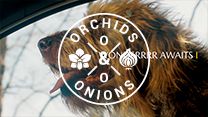 #OrchidsandOnions: Mazda places dogs at the wheel in its latest ad