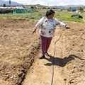 Janelle Simons is one of ten small-scale farmers who grows vegetables on a piece of municipal land in Oranjeville, Citrusdal. For the past two winters, they have not been able to grow and sell their crop because their gardens were flooded. Photos: Ashraf Hendricks