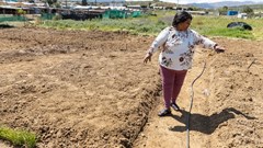 Janelle Simons is one of ten small-scale farmers who grows vegetables on a piece of municipal land in Oranjeville, Citrusdal. For the past two winters, they have not been able to grow and sell their crop because their gardens were flooded. Photos: Ashraf Hendricks