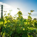 South African vineyards set for a promising 2025