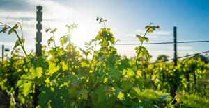 South African vineyards set for a promising 2025