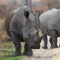 The Wits Rhisotope project involves inserting low levels of radioisotopes into the horns of living rhinos to make the horns traceable. Archive photo: Michael Lorentz / GroundUp