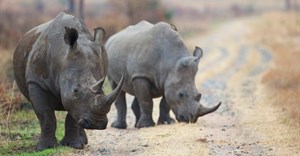 The Wits Rhisotope project involves inserting low levels of radioisotopes into the horns of living rhinos to make the horns traceable. Archive photo: Michael Lorentz / GroundUp