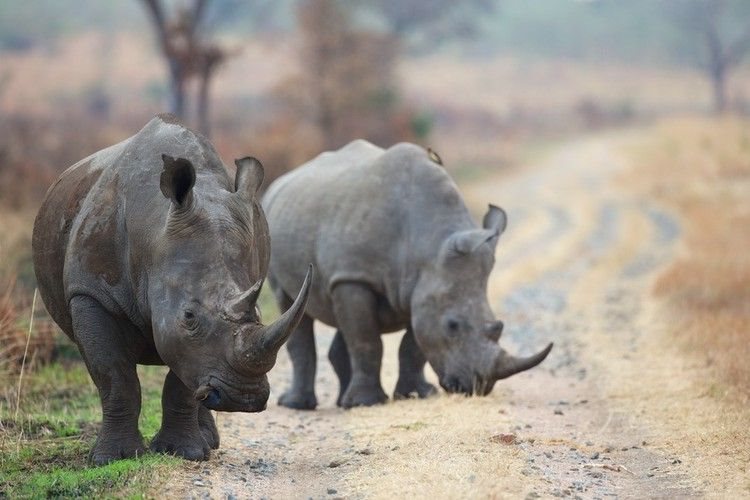 The Wits Rhisotope project involves inserting low levels of radioisotopes into the horns of living rhinos to make the horns traceable. Archive photo: Michael Lorentz / GroundUp