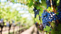 Tech, viticulture, and research drive SA wine industry