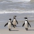 African Penguins at Boulders Beach in Cape Town. Archive photo: Ihsaan Haffejee / GroundUp