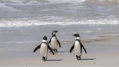 African Penguins at Boulders Beach in Cape Town. Archive photo: Ihsaan Haffejee / GroundUp